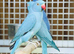 Blue ringneck parrots