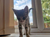 Beautiful 6-8 week old Kitten
