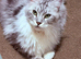 Maine coon female neutered