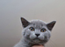 British Shorthair Kittens