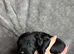 Merle Cockapoo puppies for sale