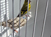 BEAUTIFUL PAIR SISKIN MUTATION COLOUR