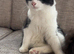 Female tuxedo 6months