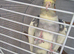 Hand tame Cockatiel
