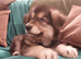 KC Reg, long coated GSD puppies, Leicestershire