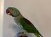 Tame alexandrine male