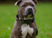 Staffordshire bull terriers