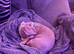 20 weeks old Isabella male dachshund