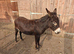 3 beautiful Donkeys for Sale