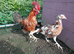 Trio of large game