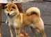 4 year old female Shiba Inu