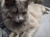 Blue maine coon female
