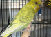 Budgies