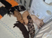 Beautiful cockapoo puppies for sale