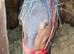 Lovely 2yr sports horse filly