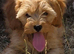 Stunning litter of red and champagne coloured cavapoos puppies