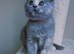 British shorthair kittens