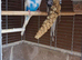 Blue Budgie Pair with 6 Eggs