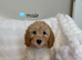 F2b Cockapoo Puppies READY NOW !! Merle Carriers