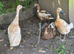 Female Indian runners and khaki Campbells