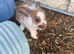 Female Rabbits