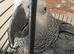 African grey parrot