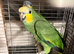 Stunning Amazon parrot for sale