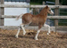 Pretty section A filly