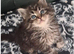 Maine Coon cross Norwegian kittens