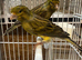 X2 Spanish raza canary&rsquo;s