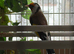Siberjan goldfinch