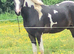 15.3 Warmblood x New forester