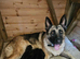 German Shepherd Dog Puppy