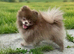 Chocolate pomeranian boy unique lines
