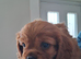 Cavalier King Charles spaniel puppies ready to leave now