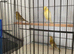 Canary