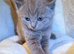 Beautiful British Shorthair Kittens- Ready to Reserve