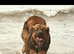 Family Dog for STUD️️