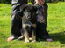 Reduced further to sell kc registers German shepherd pup