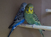 Beautiful Healthy Baby Budgies