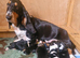 Blanket tri basset hound puppy