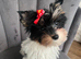 Beautiful tiny little fluffy puppies 2 girls