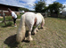 Gypsy cob mare 13hh