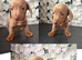 Miniature Dachshund