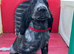 Show type cocker spaniel puppies