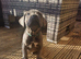 Cane Corso Puppies &pound;1,500