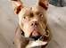 Pocket bully- bulldog