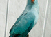 Baby Blue Indian Ringneck Talking Parrot