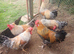 Cockerels 5mth old. Free. Cream legbar.