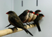 Common wax bill female